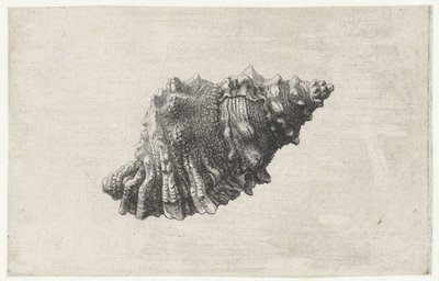 Concha, bursa rubeta Conchas (título da série) de Wenceslaus Hollar
