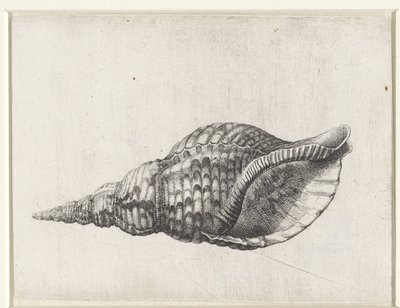 Concha, Charonia Tritonis Conchas (título da série) de Wenceslaus Hollar