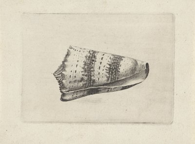 Concha, cone imperialis Conchas (título da série) de Wenceslaus Hollar