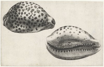 Concha, cypraea tigris Conchas (título da série) de Wenceslaus Hollar