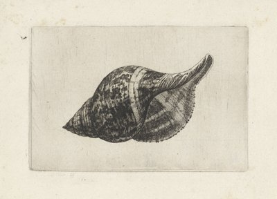 Schelp, fasciolaria tulipa
Schelpen (título da série) de Wenceslaus Hollar
