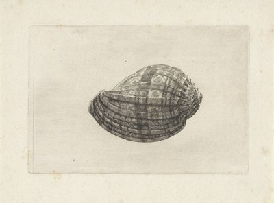 Schelp, harpa major
Schelpen (título da série) de Wenceslaus Hollar