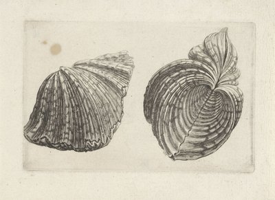 Concha, hipopótamo hipopótamo Conchas (título da série) de Wenceslaus Hollar