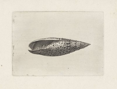 Schelp, mitra papalis
Schelpen (título da série) de Wenceslaus Hollar