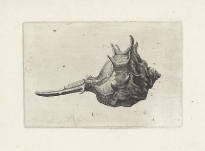 Schelp, murex brevispina
Schelpen (título da série) de Wenceslaus Hollar