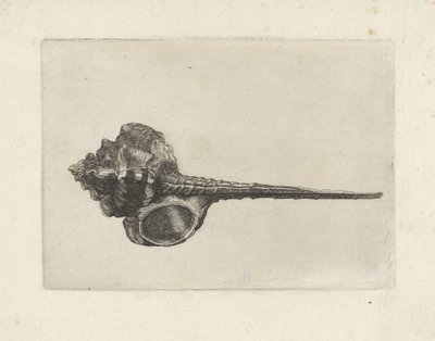 Concha, murex haustellum
Conchas (título da série) de Wenceslaus Hollar