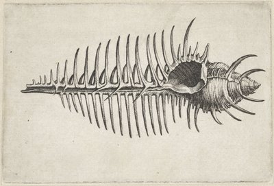 Concha, murex pecten Conchas (título da série) de Wenceslaus Hollar
