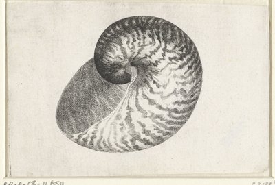 Schelp, nautilus pompilius
Schelpen (título da série) de Wenceslaus Hollar