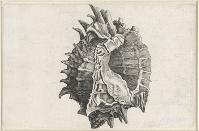Schelp, phyllonotus erythrostomus
Schelpen (título da série) de Wenceslaus Hollar