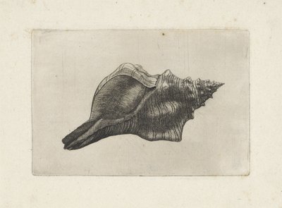 Schelp, trapézio pleuroploca
Schelpen (título da série) de Wenceslaus Hollar
