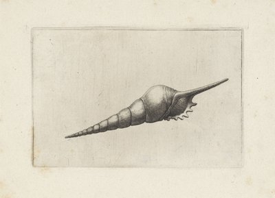 Schelp, tibia fusus melanocheilus
Schelpen (título da série) de Wenceslaus Hollar