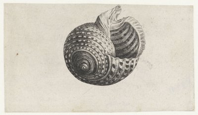 Schelp, tonna dolium
Schelpen (título da série) de Wenceslaus Hollar