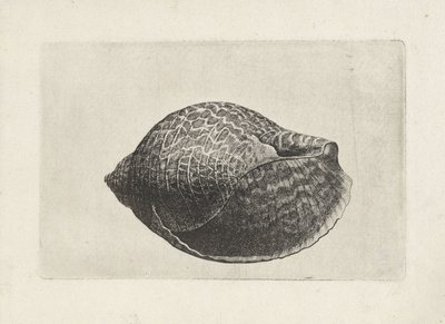 Schelp, tonna perdix
Schelpen (título da série) de Wenceslaus Hollar