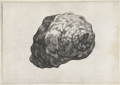 Shell, turbo sarmaticus Conchas (título da série) de Wenceslaus Hollar