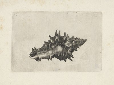 Schelp, vasum ceramicum
Schelpen (título da série) de Wenceslaus Hollar