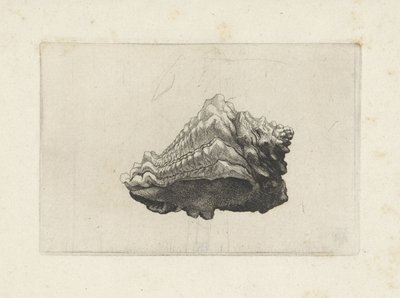 Schelp, vasum muricatum nascido
Schelpen (título da série) de Wenceslaus Hollar