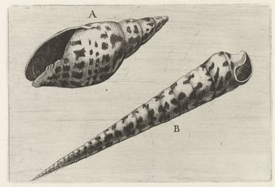 Schelpen, mitre cardinalis (A) em terebra subulata (B) Schelpen (título da série) de Wenceslaus Hollar