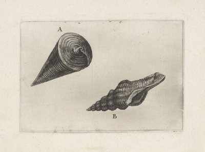 Conchas, telescópio telescópico (A) e fusinus laticostatus (B)
Conchas (título da série) de Wenceslaus Hollar