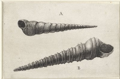 Conchas, turritella terebra (A) e turritella duplicata (B) Conchas (título da série) de Wenceslaus Hollar