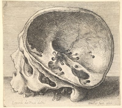 Crânio seccionado em perfil para a esquerda com o lado esquerdo do crânio removido, 1651. de Wenceslaus Hollar