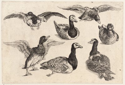 Sete patos de Wenceslaus Hollar