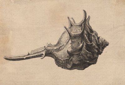 Shell Murex brandaris, c. 1645. de Wenceslaus Hollar