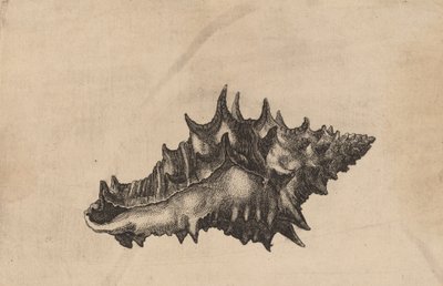 Shell Vasum ceramicum, c. 1645. de Wenceslaus Hollar