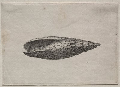 Shell: Mitra obtenção de 50 c. 1640. de Wenceslaus Hollar