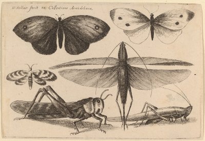 Seis insetos de Wenceslaus Hollar