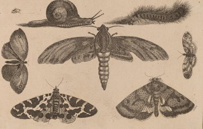 Seis Insectos, uma Lagarta, e um Caracol. de Wenceslaus Hollar