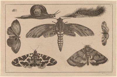 Seis insetos, uma lagarta e um caracol de Wenceslaus Hollar