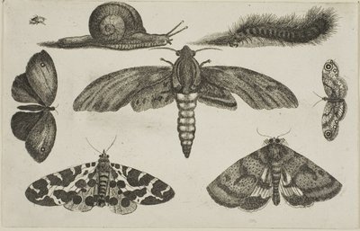 Seis insetos, uma lagarta e um caracol de Wenceslaus Hollar