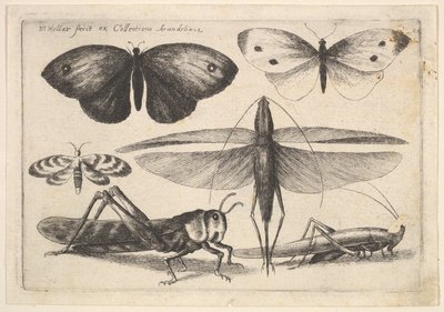 Seis insetos, 1646. de Wenceslaus Hollar