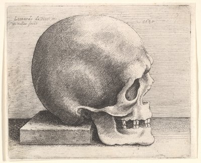 Crânio no perfil para a direita, 1645. de Wenceslaus Hollar