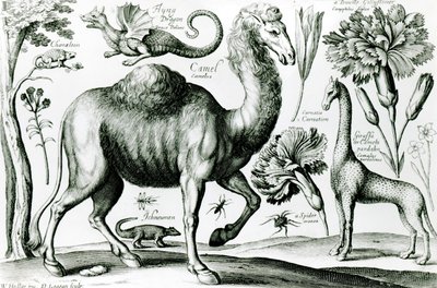 Estudo de Animais e Flores, gravado por D. Loggan de Wenceslaus Hollar