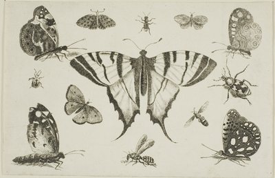 Borboleta de cauda de andorinha e doze outros insetos de Wenceslaus Hollar