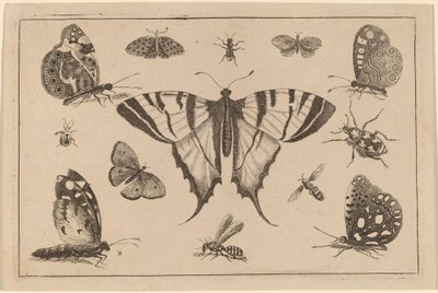 Borboleta de cauda de andorinha e doze outros insetos de Wenceslaus Hollar