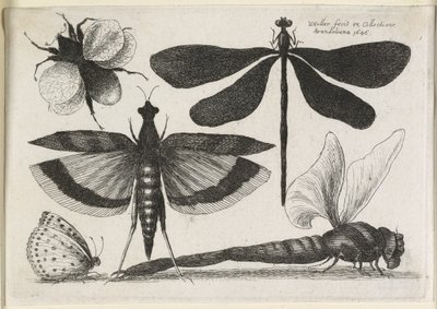 O conjunto de borboletas, um dos doze, 1646 de Wenceslaus Hollar