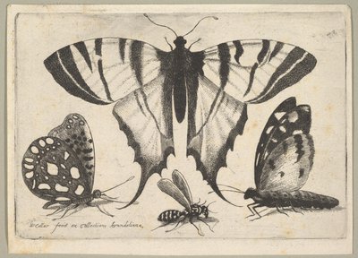 Três borboletas e uma vespa, 1646. de Wenceslaus Hollar