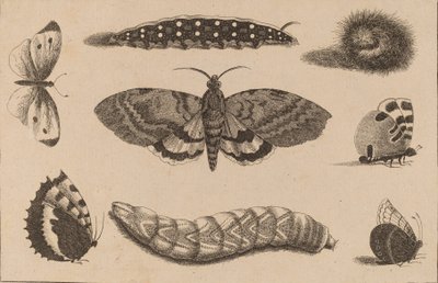 Três Lagartas, uma Traça, e Quatro Borboletas. de Wenceslaus Hollar
