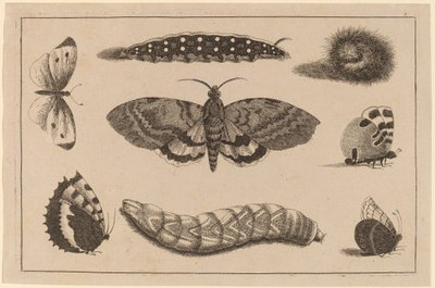 Três lagartas, uma mariposa e quatro borboletas de Wenceslaus Hollar