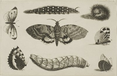 Três lagartas, uma mariposa e quatro borboletas de Wenceslaus Hollar