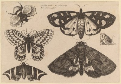Três mariposas, duas borboletas e uma abelha de Wenceslaus Hollar