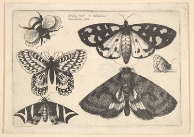 Três mariposas, duas borboletas e uma abelha, 1646. de Wenceslaus Hollar