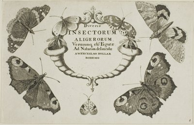 Página de título de diversos insetos de Wenceslaus Hollar