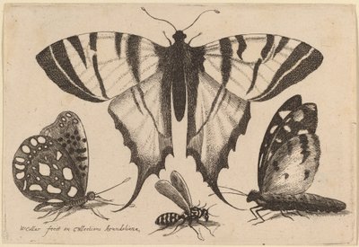 Duas borboletas, uma vespa e uma mariposa de Wenceslaus Hollar