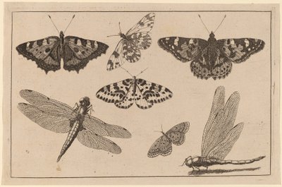 Duas libélulas e cinco borboletas de Wenceslaus Hollar