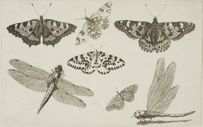 Duas libélulas e cinco borboletas de Wenceslaus Hollar