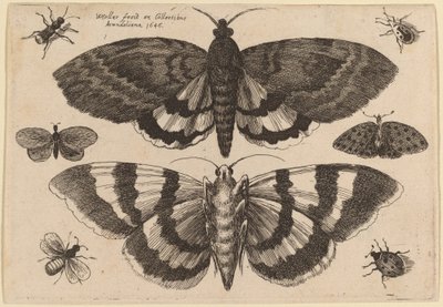 Duas traças e seis insetos de Wenceslaus Hollar