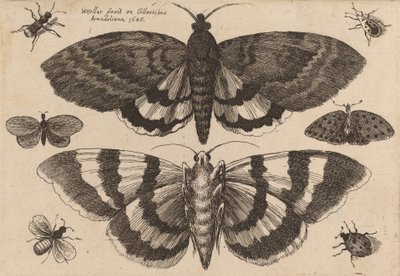 Duas Traças e Seis Insectos, 1646. de Wenceslaus Hollar